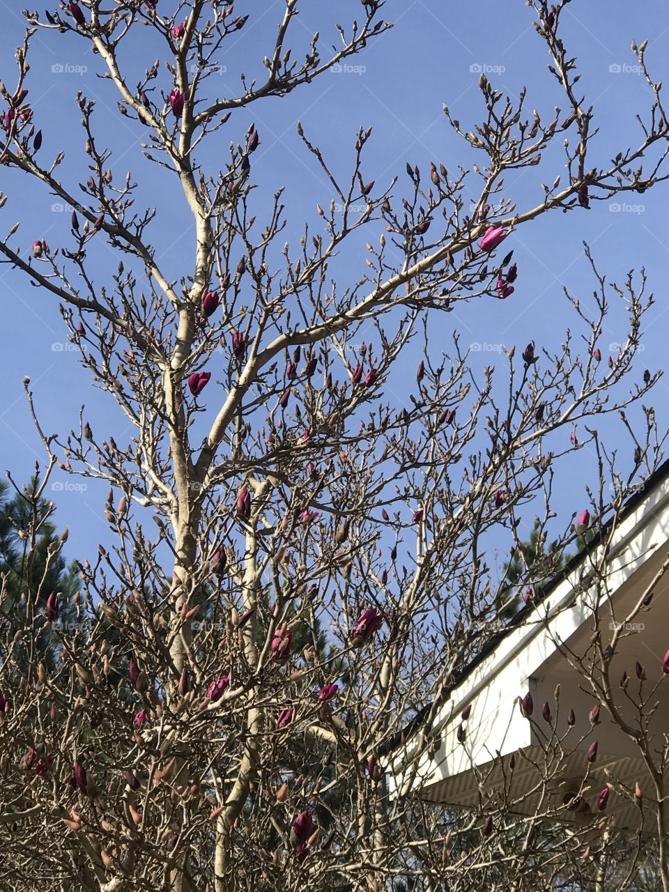 Tree bloom