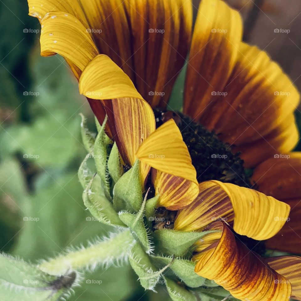 Sunflower…
