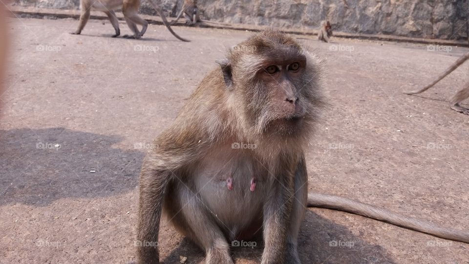 monkey/Hua Hin