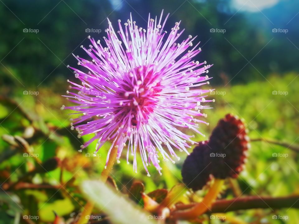 nice. forest  flower