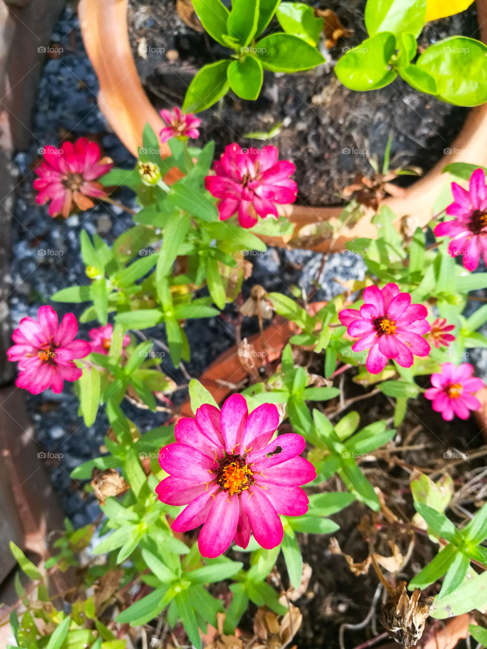 Pink flower in garden