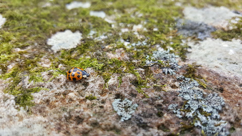 Lady bug on the trail my best friend and I hiked today.