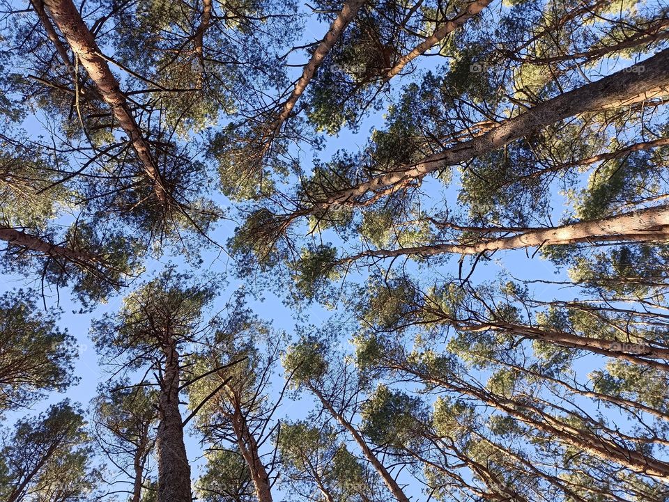 forest pines trees blue sky background view from the ground