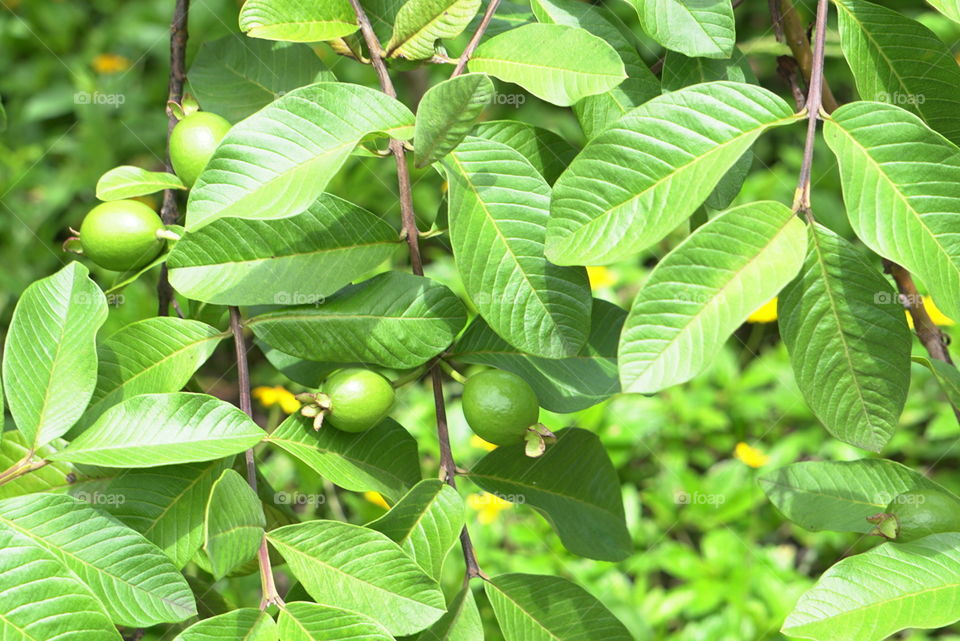 Wild guava tree fruits Hawaii