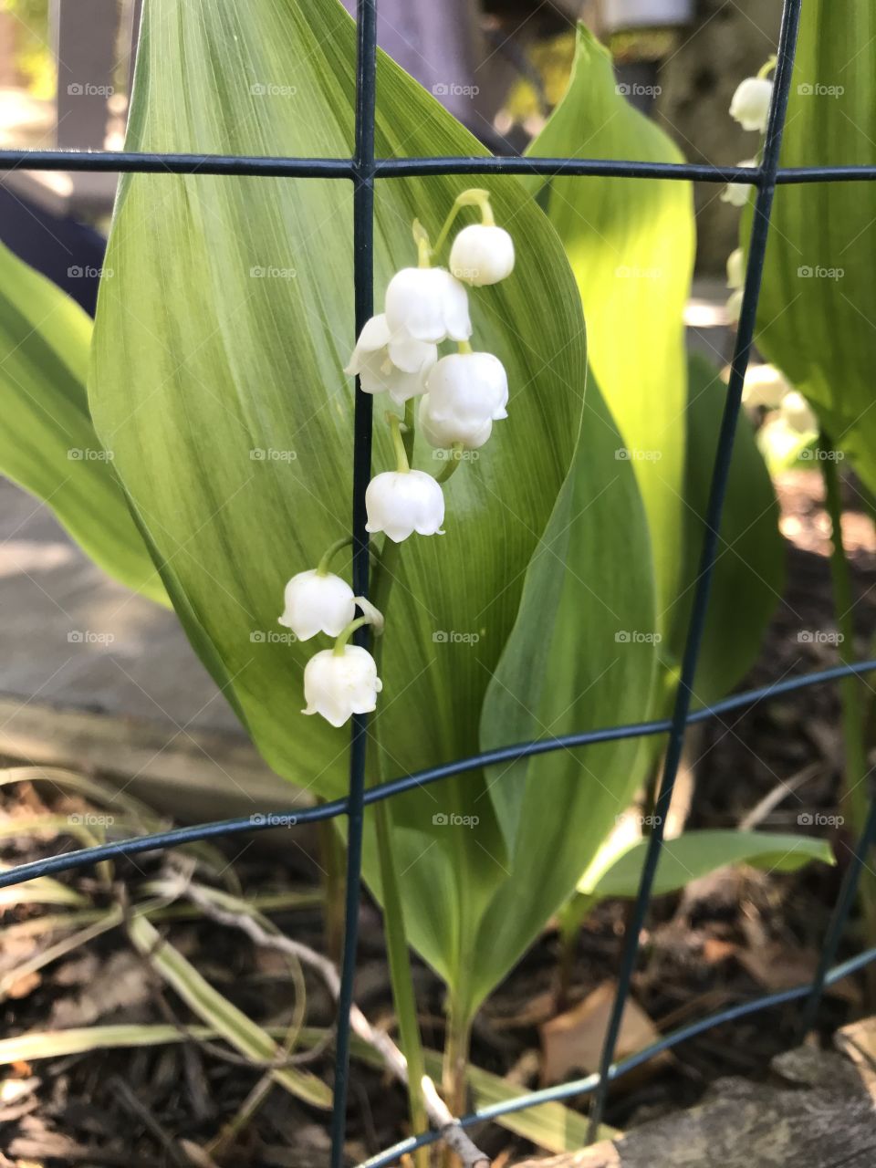 Lily of the Valley 