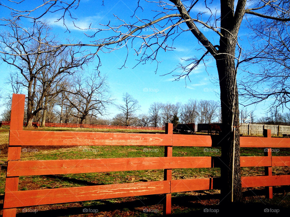 Cow field