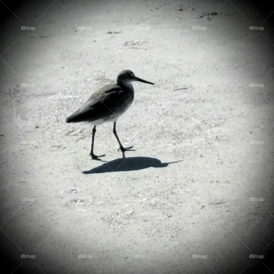 Strolling Seagull