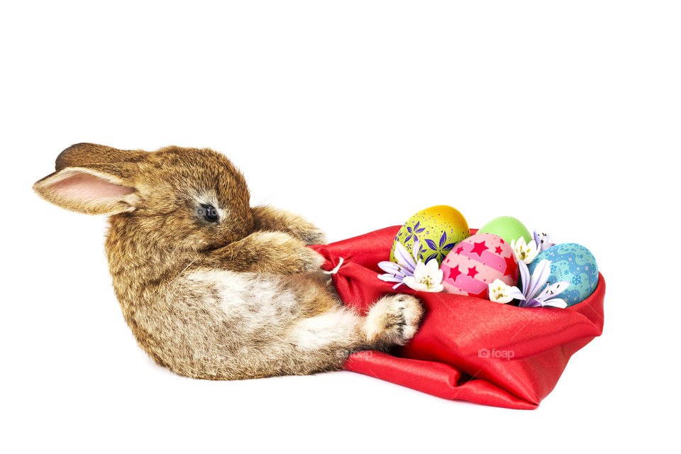 Easter Rabbit eggs