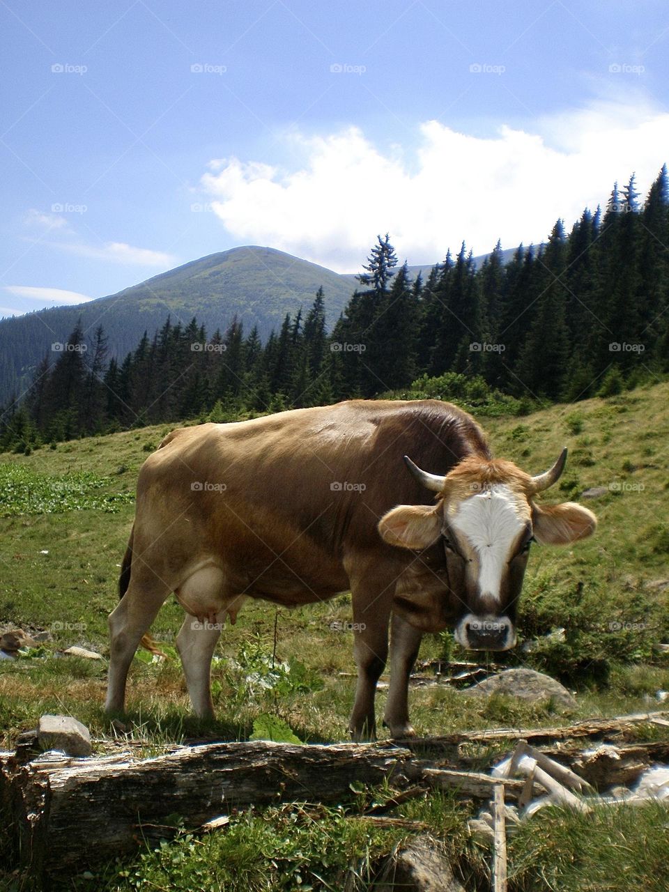 Корова пасется среди живописных горных пейзажей 