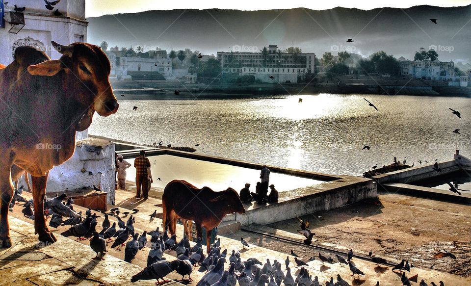 The Golden Hour early one morning in Pushkar, Rajasthan, India . The Golden Hour early one morning in Pushkar, Rajasthan, India 