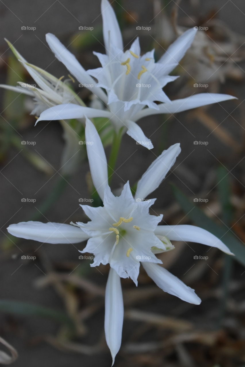 Flower sand