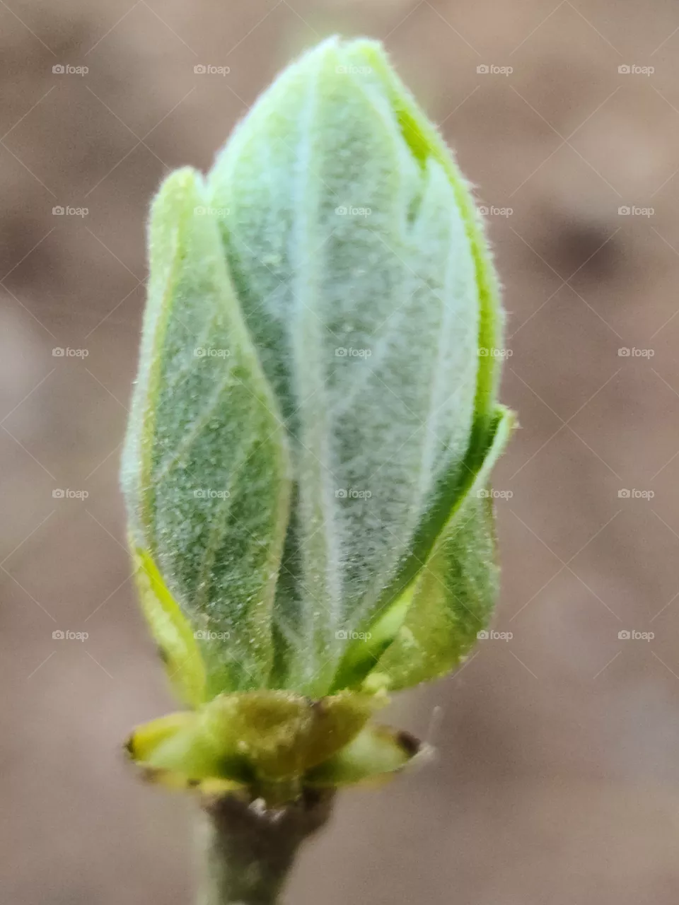 Green Velvet