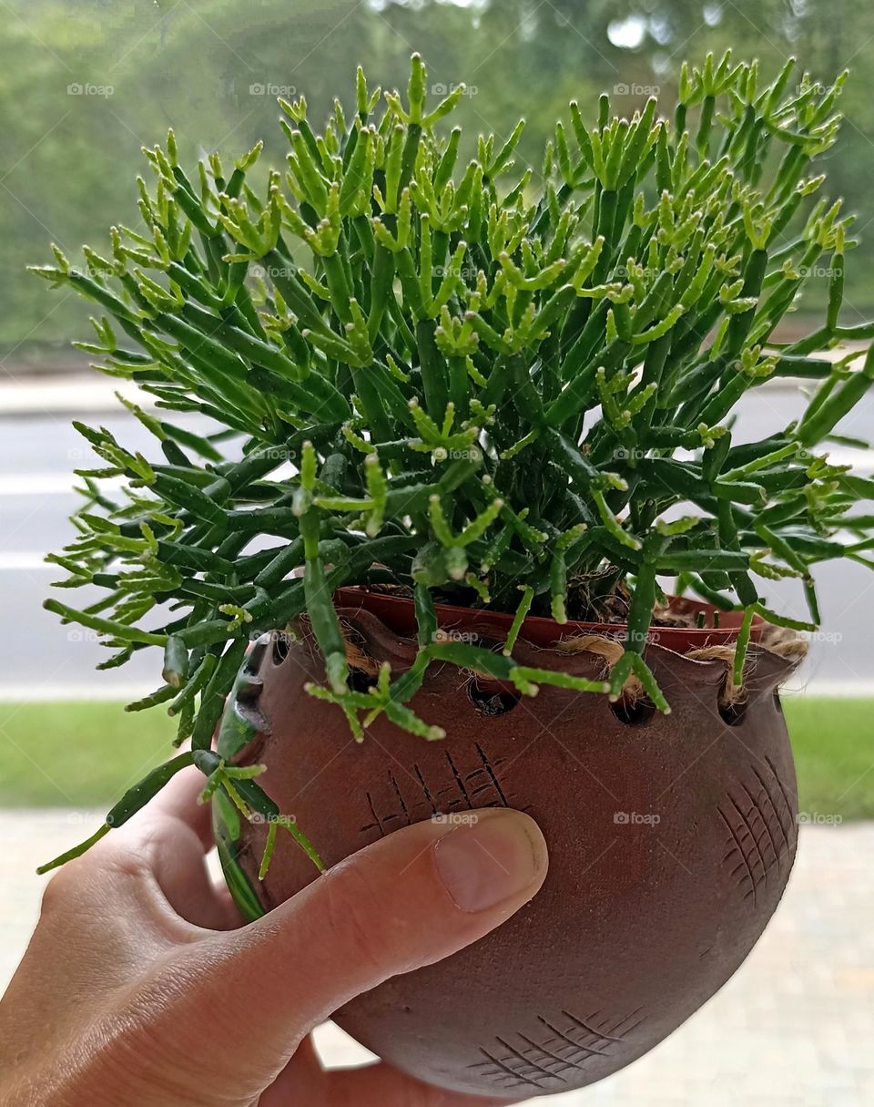 green house plants in pot and female hand love earth