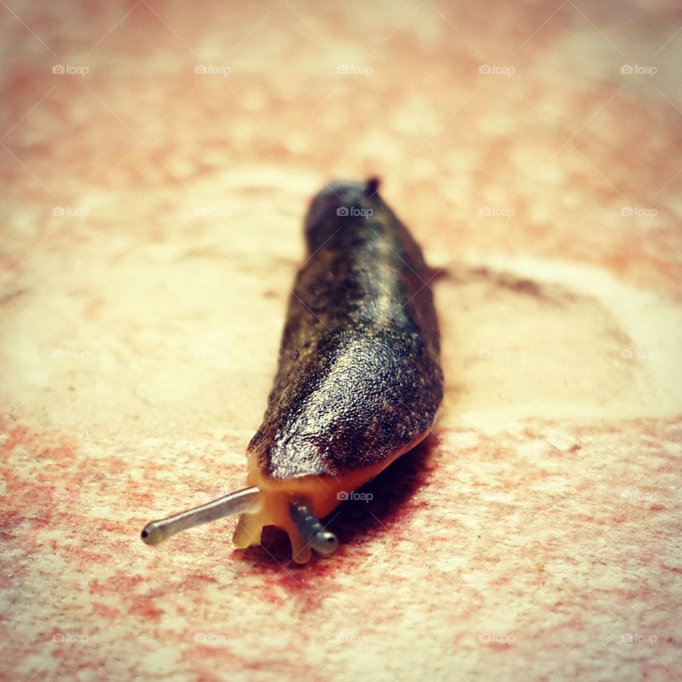 A slimy slug