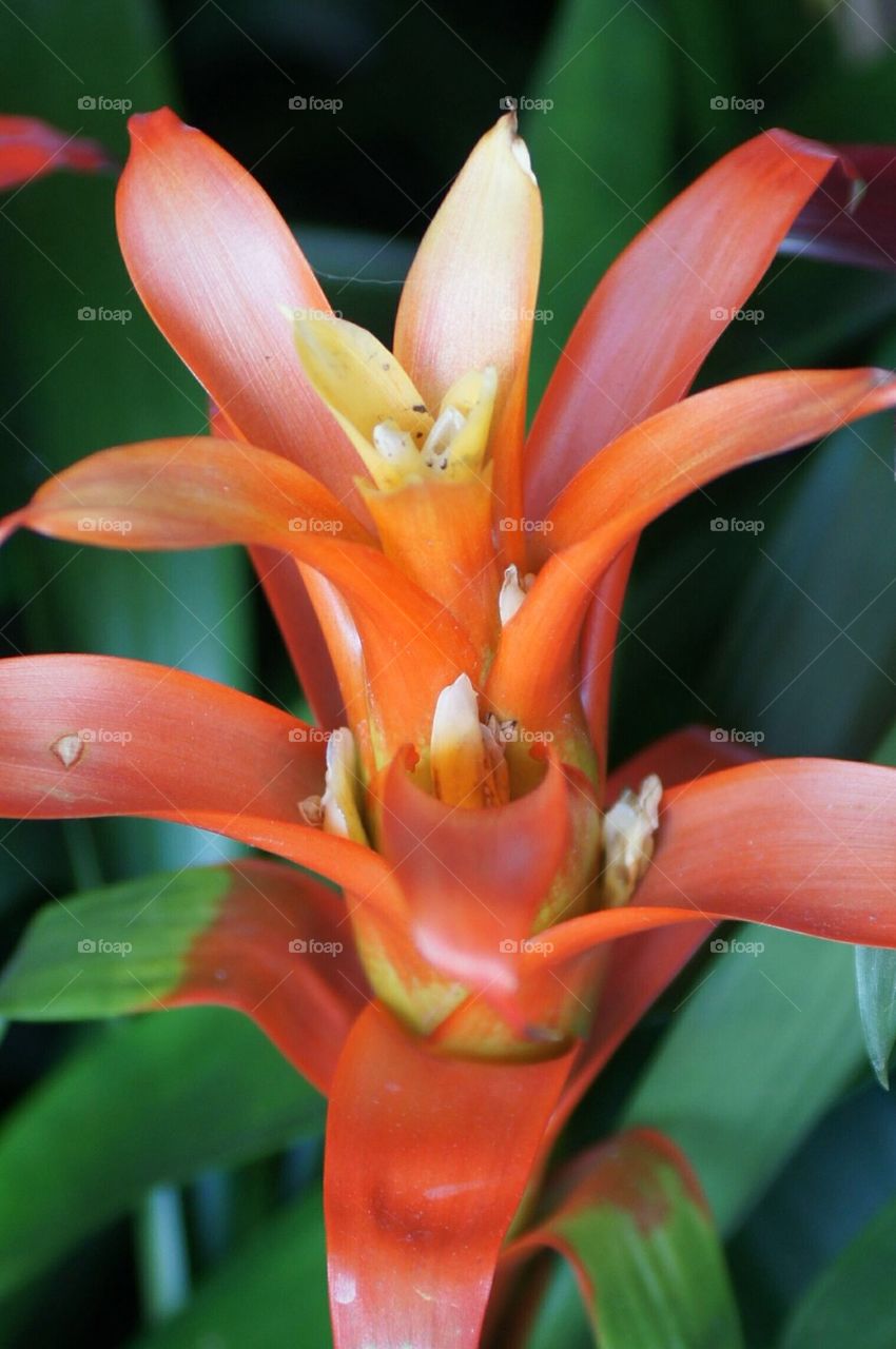 Unique orange flower