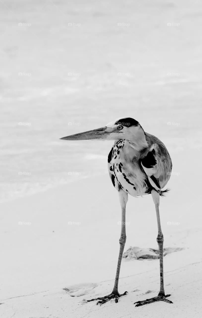 Heron