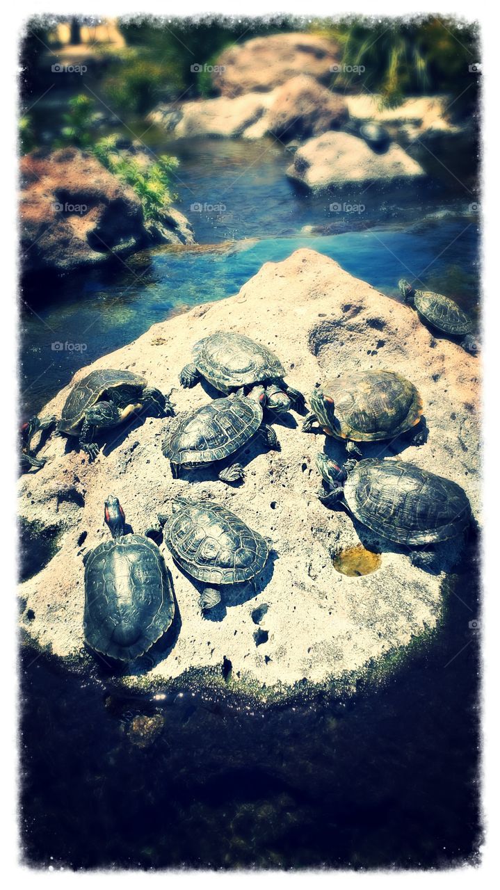 Sunbathing. A rock full of sunbathing turtles