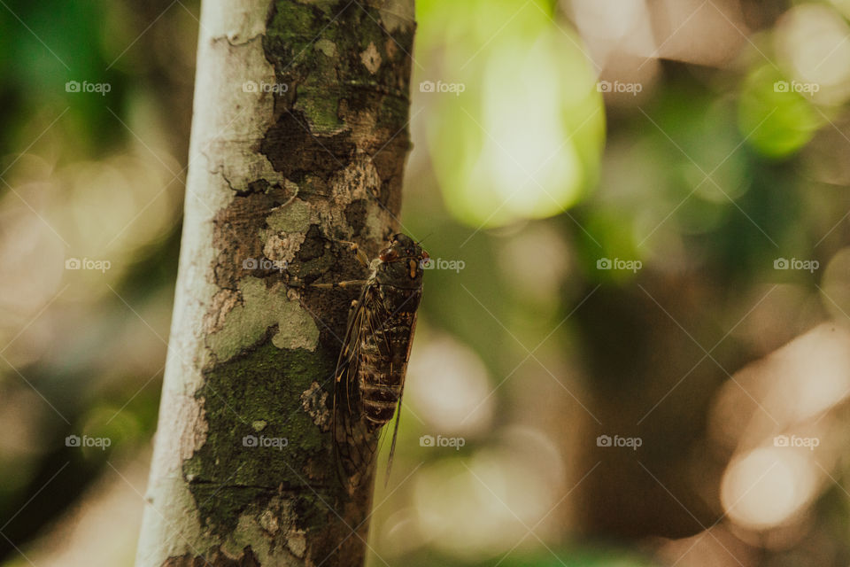 Asian cicada sitting on a tree trunk