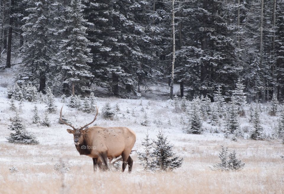 View of elk in forest during winter