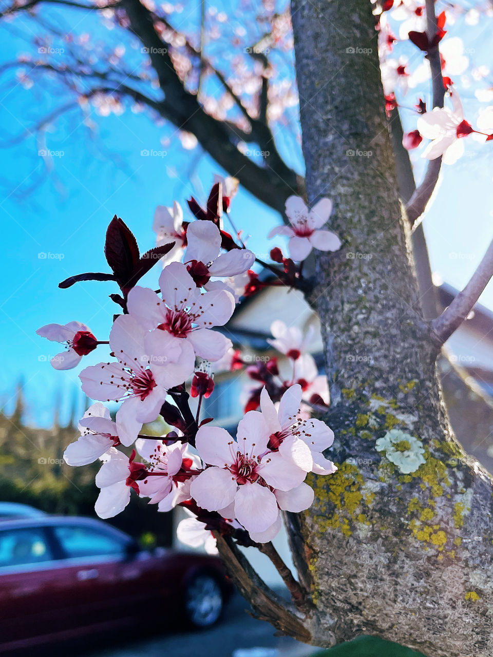 Spring Flowers Cherry Blossom 