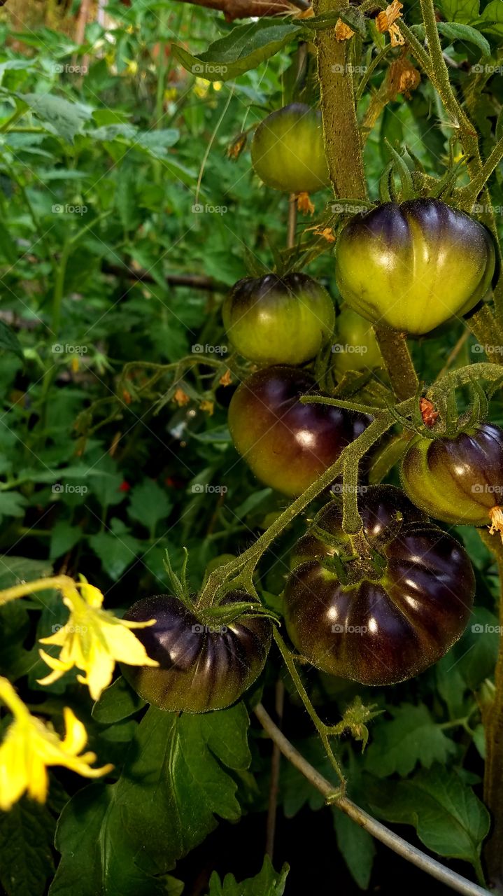 Black beauty tomatoes