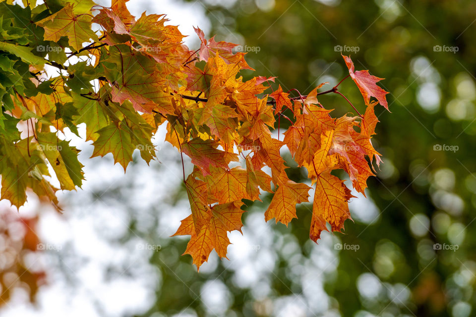 Selective focus photography. Maple with colored autumn leaves.