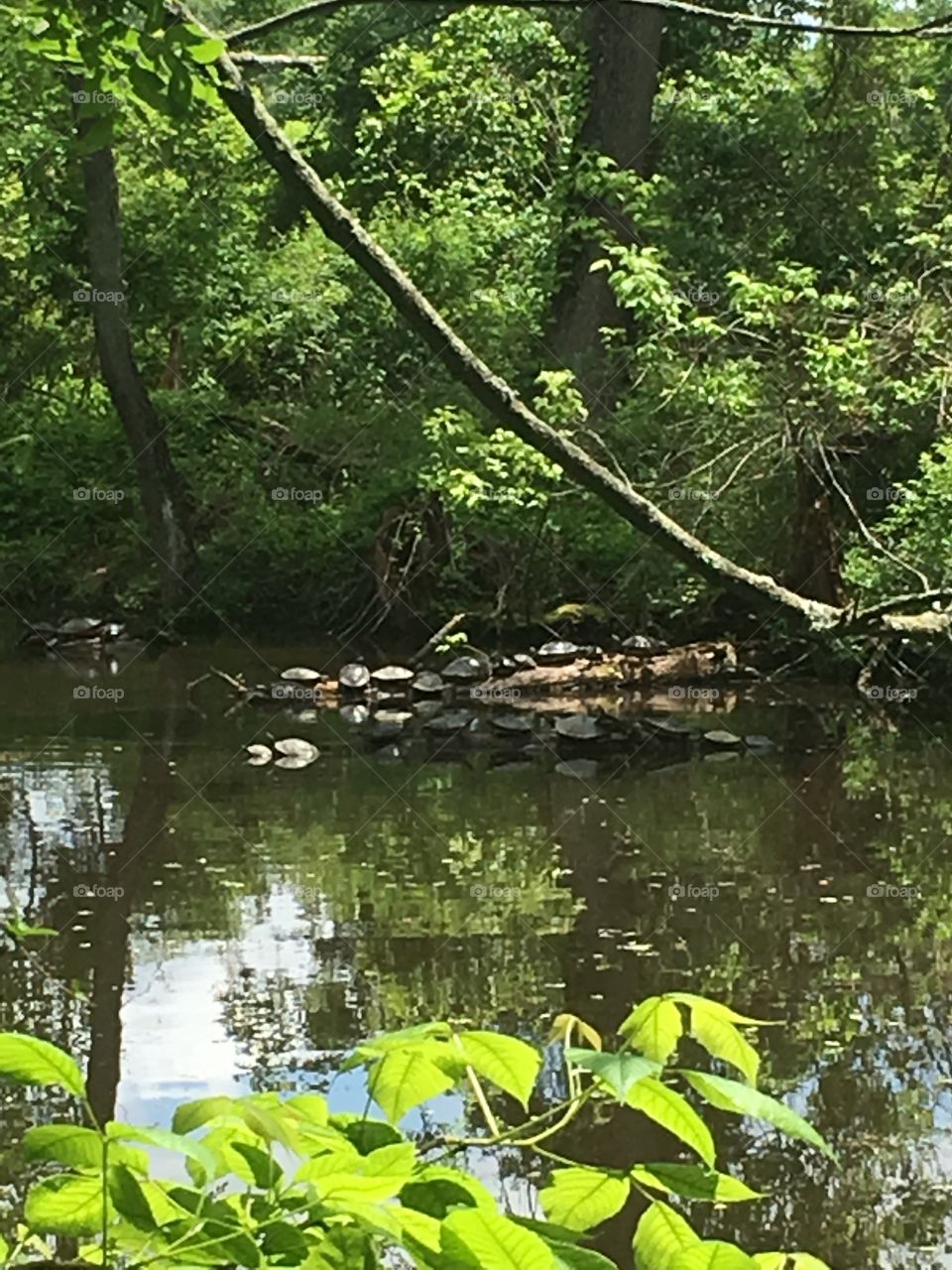 Turtles Sunning 