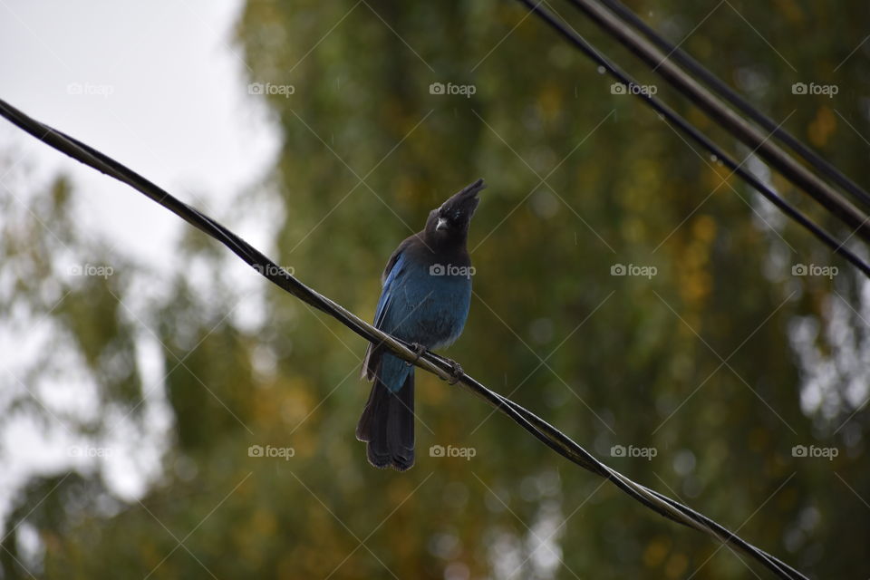 Blue Jay perched on the telephone wire awaiting for peanuts. 