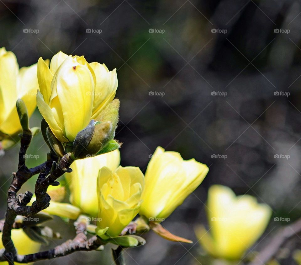 Magnolia tree blossom