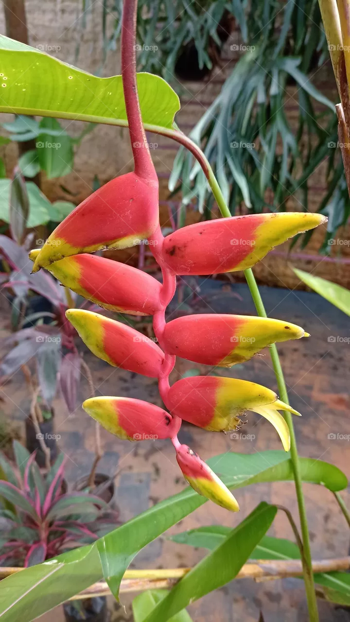Helicônia