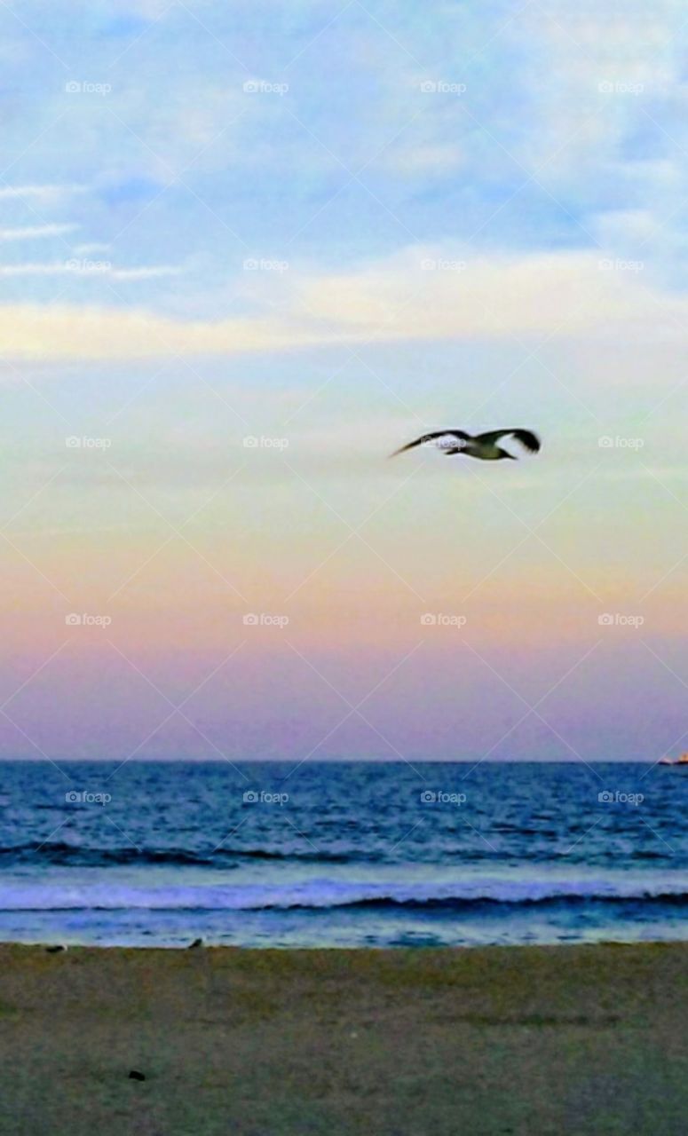 Seagull flies on Oceanside Air - Ocean City Maryland