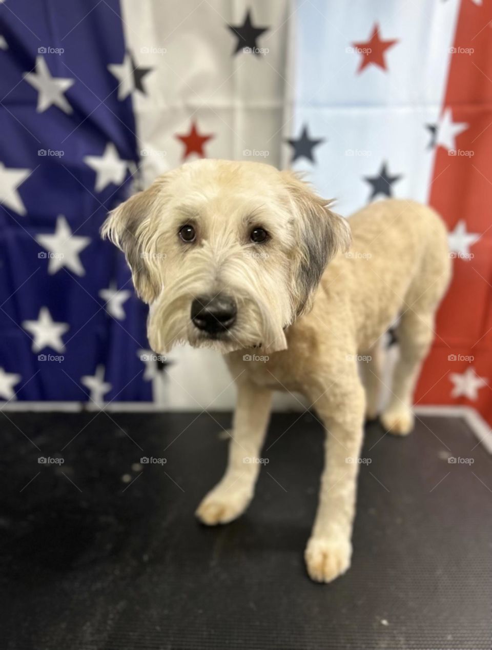 Soft coated wheaten terriers with a Independence Day background.