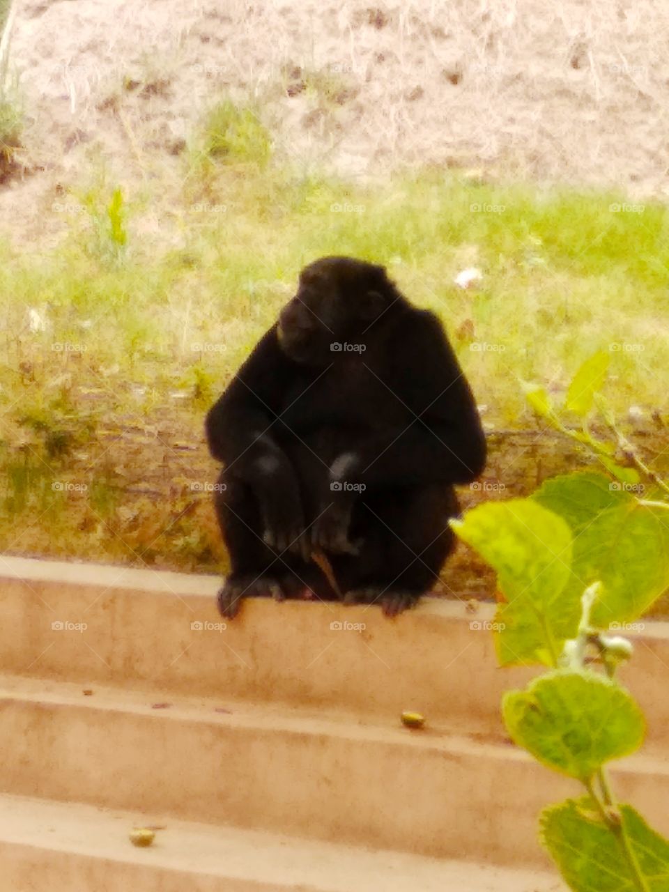this is Gorilla mother in zoo