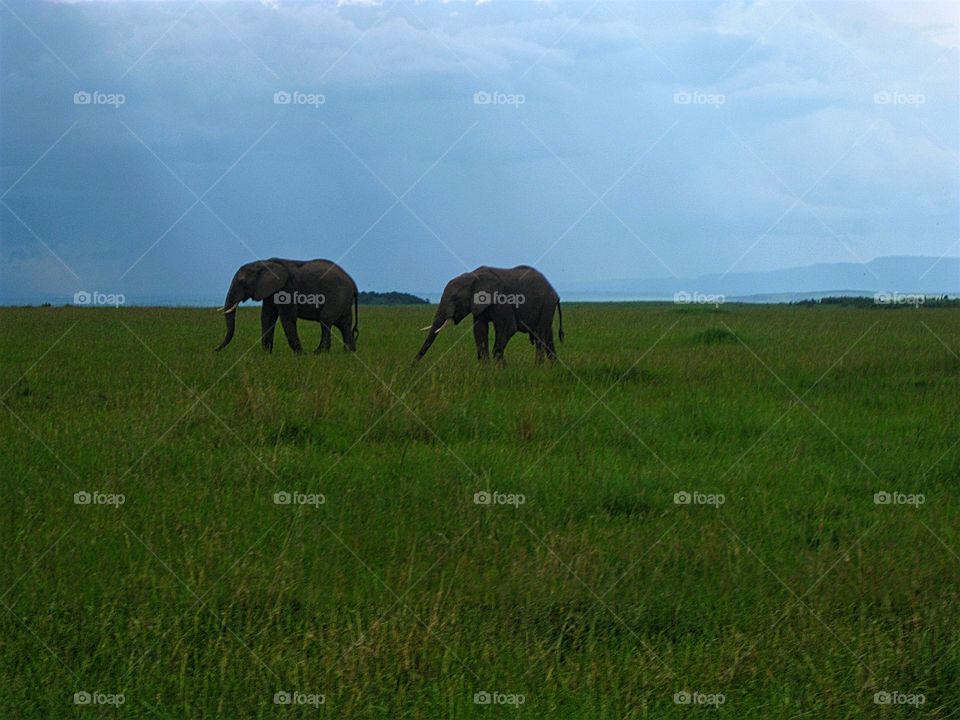 African Elephants