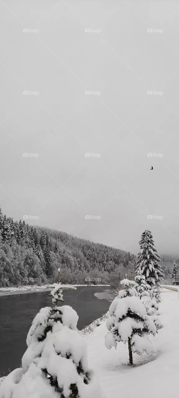 Winter landscape