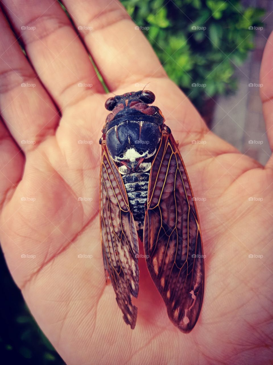 brown cicada in nature