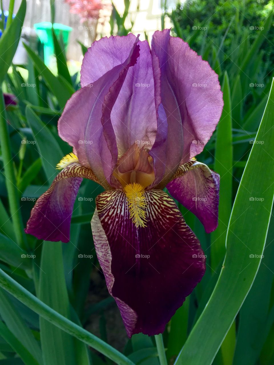 Purple Iris