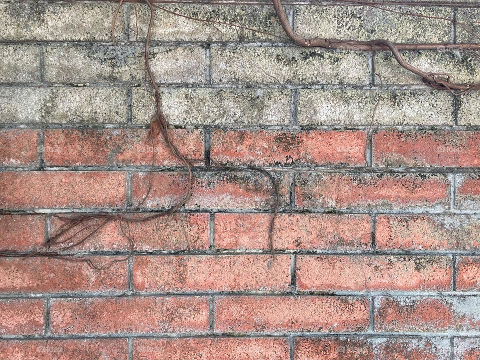 Tree roots on brick wall