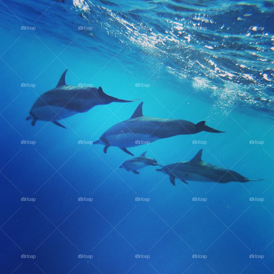 Hawaiian Spinner Dolphin Family