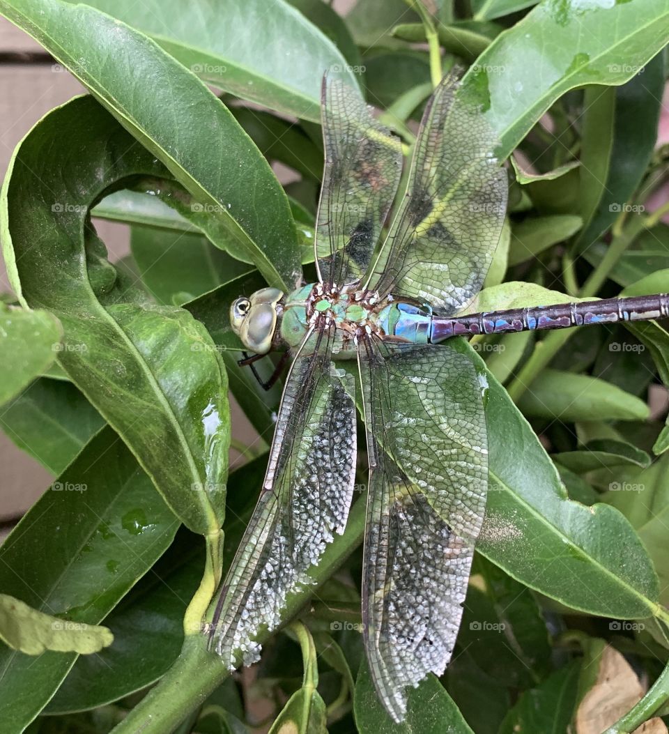 Dragon fly on the green leaves outdoors in the yard