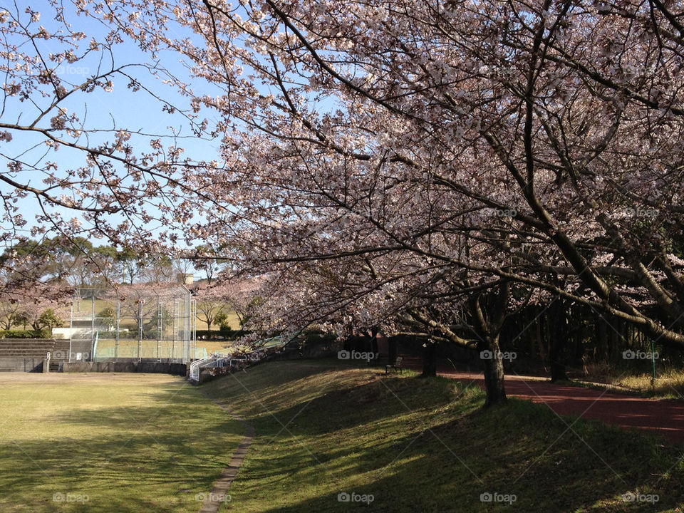spring nature park japanese by kumi