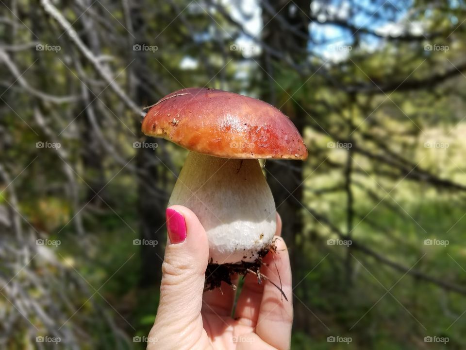wilde mushrooms boletus  borowik