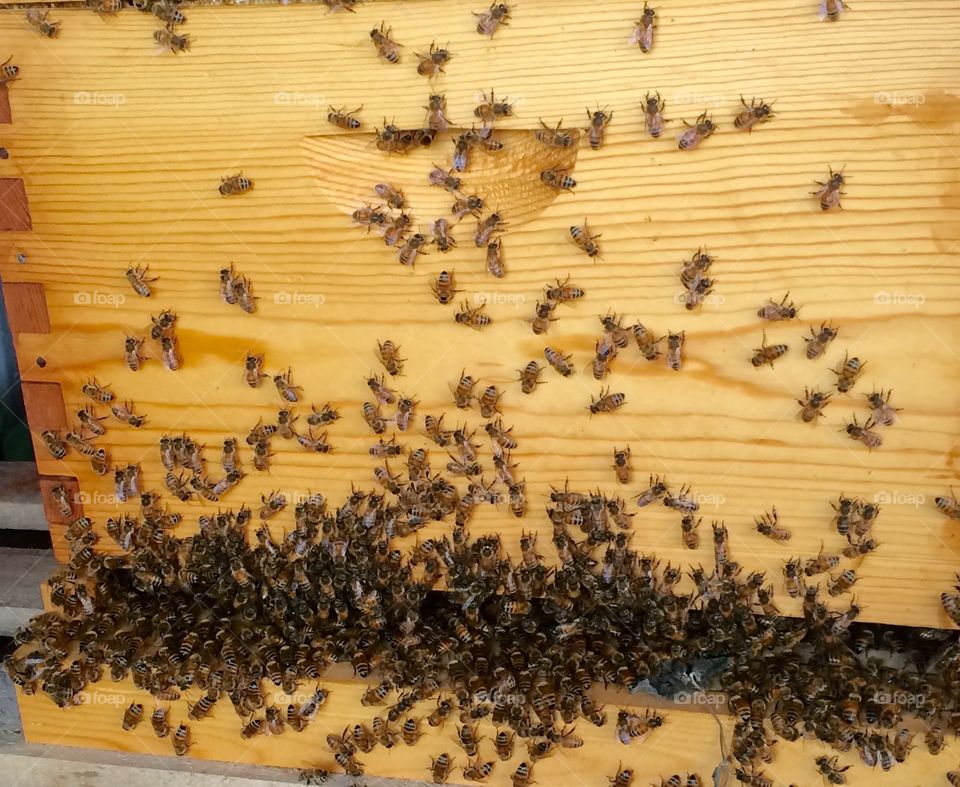 Lots of Bee Bearding 