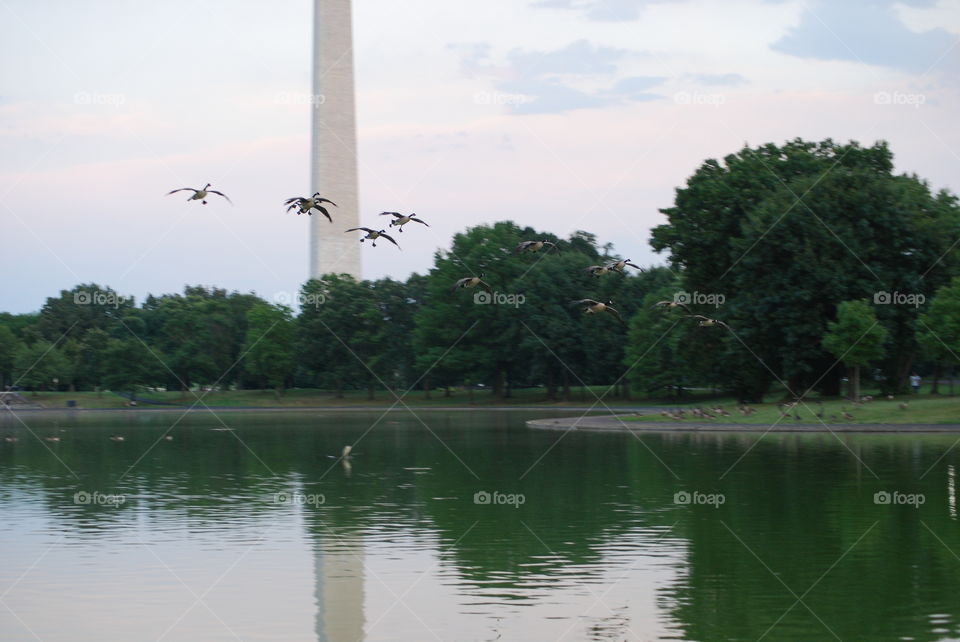 Geese flying with Washington monument in background