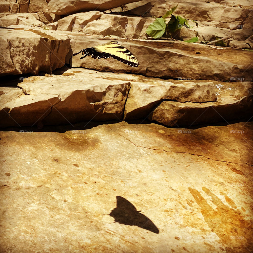 Swallowtail butterfly mid-flight on a sunny summer day in Kentucky 