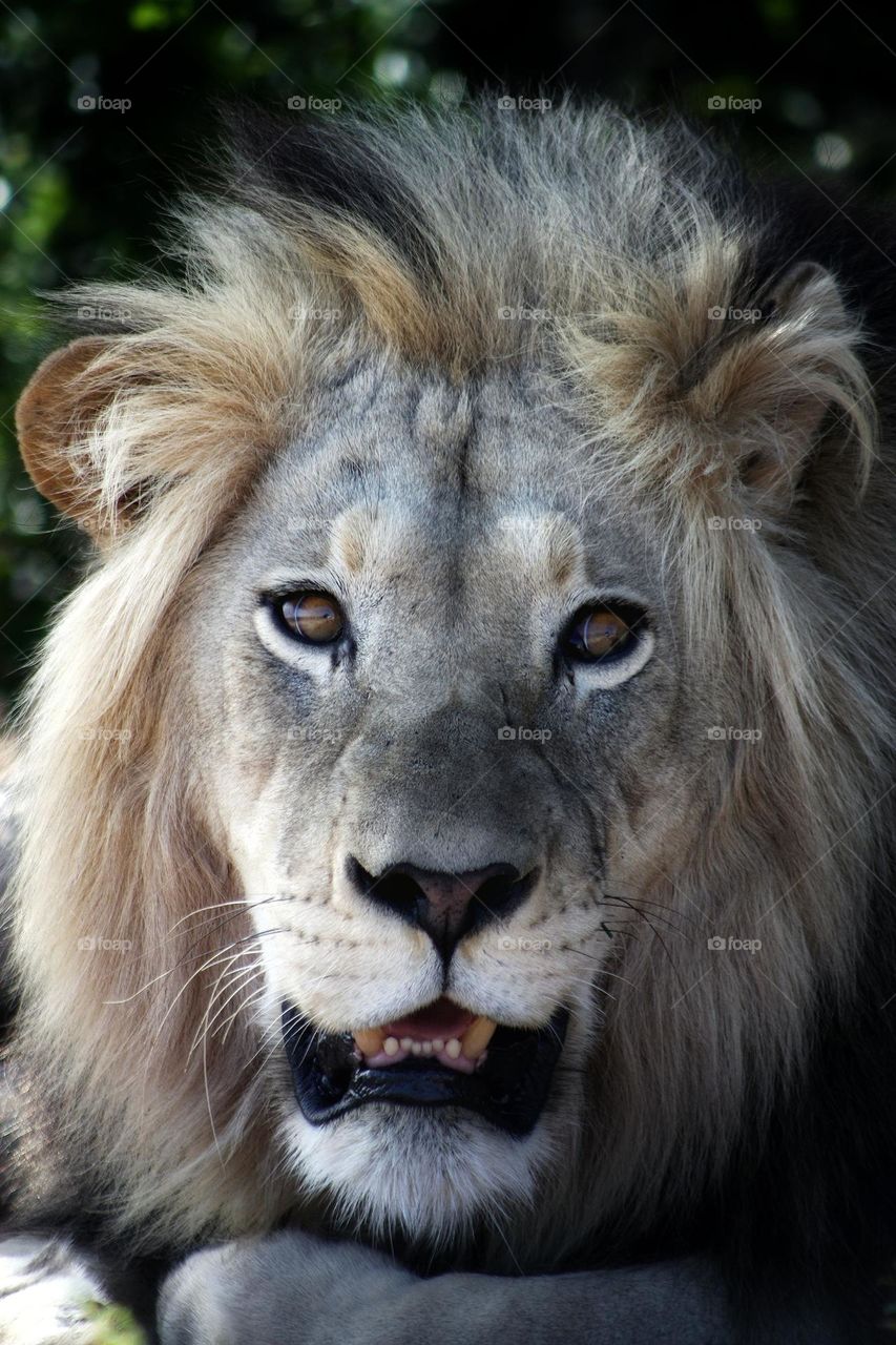 wild male lion