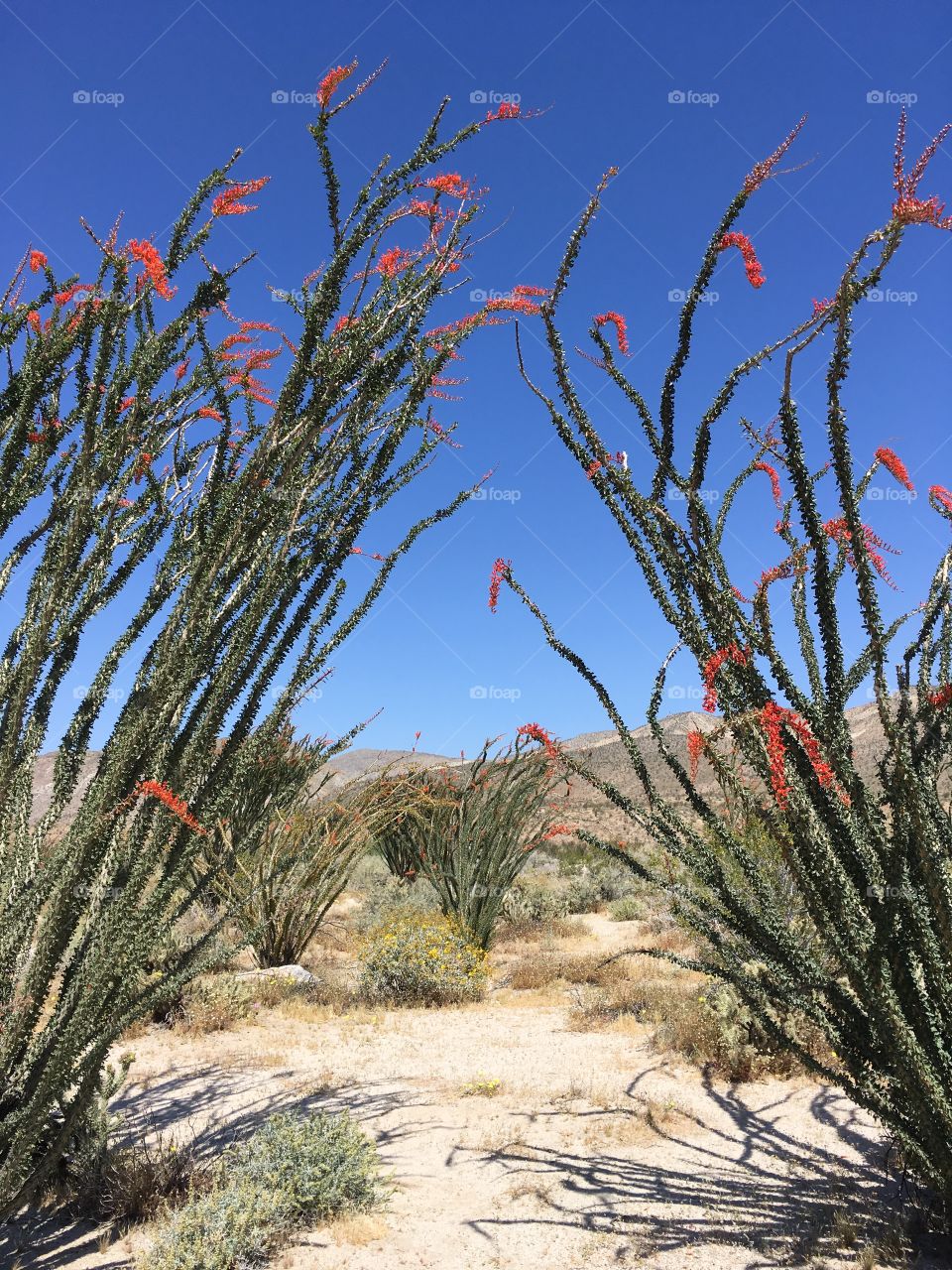 Ocotillo in bloom