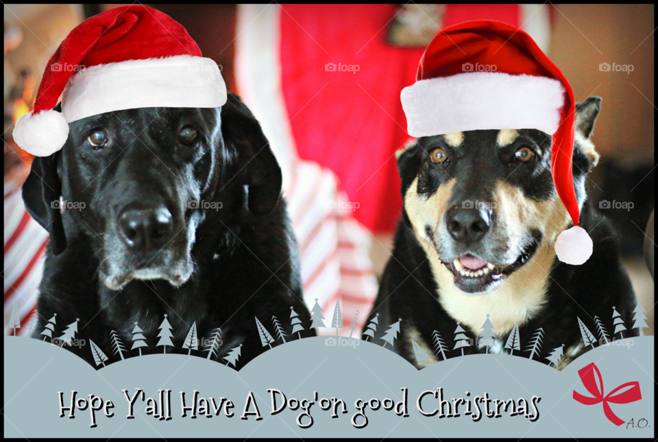 Holiday Dogs