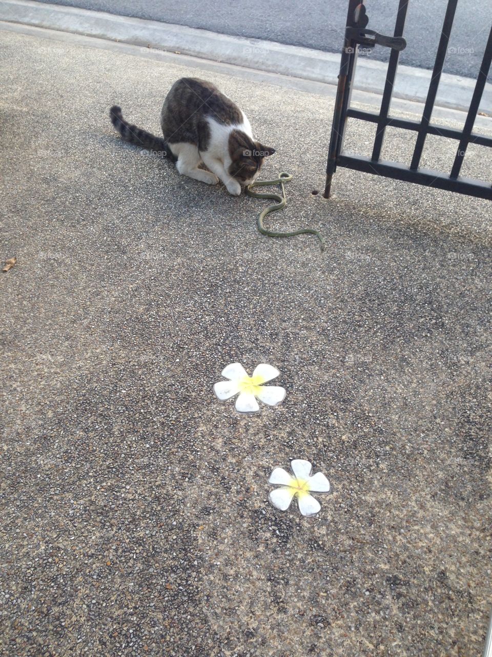 Cat vs Snake 