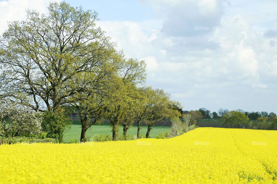 Countryside in spring time when the rapeseed is in bloom 